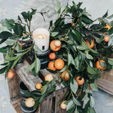 Citrus Tree